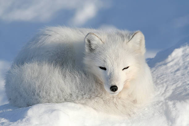 Alopex lagopus. (Alopex lagopus) Arctic fox. Wildlife. Arctic, Kolguev Island, Barents Sea, Russia. white fox stock pictures, royalty-free photos & images
