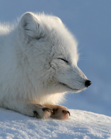 (Alopex lagopus) Arctic fox. Wildlife.