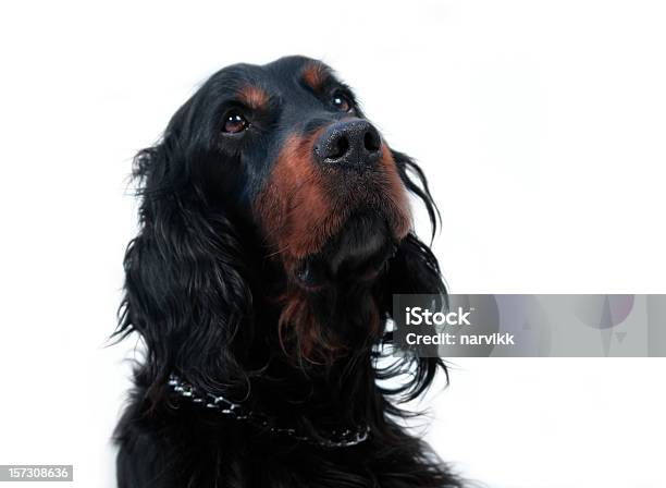 Foto de Curioso Gordonsetter e mais fotos de stock de Setter Gordon - Setter Gordon, Animais caçando, Animal