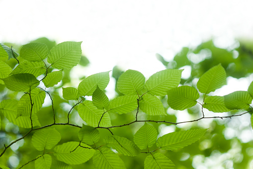 fresh green leaves for background in natural habitat during daytime