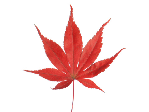 Red maple leaf closeup on white background.