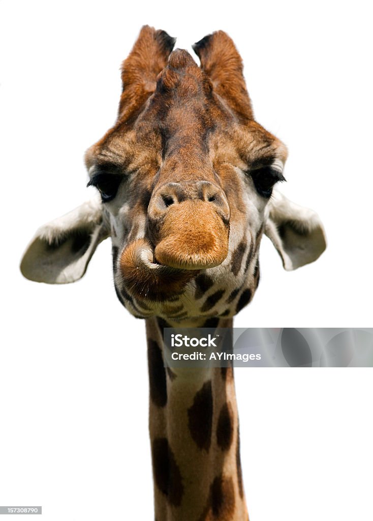 Giraffa (Giraffa camelopardalis) - Foto stock royalty-free di Giraffa - Ungulato