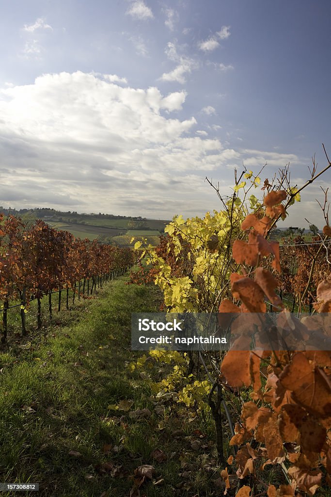 Uvas no outono - Royalty-free Califórnia Foto de stock