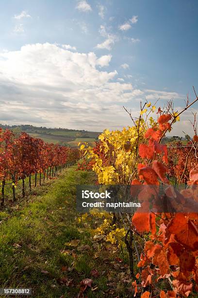 Uvas No Outono - Fotografias de stock e mais imagens de Califórnia - Califórnia, Uva Cabernet Sauvignon, Ao Ar Livre