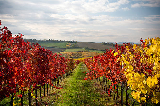 istock Scenic view of colorful fields during autumn 157308813