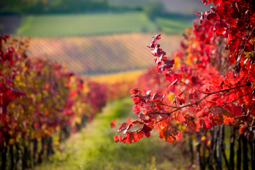 Detail of a red branch in a grape field. Autumn colors.