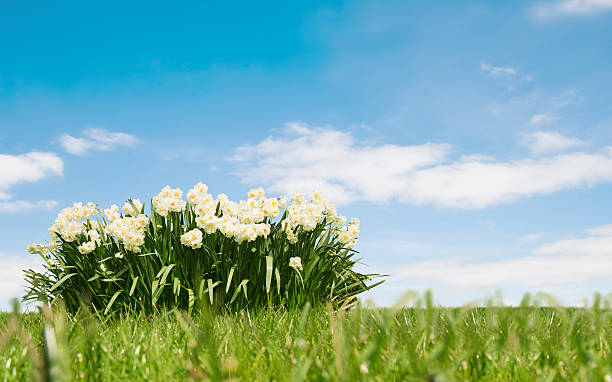 escena de resorte - clear sky nobody blade of grass summer fotografías e imágenes de stock