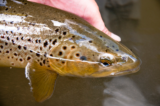 A trout being carefully put back into the river. Shallow depth of field - sharp focus on the eye.