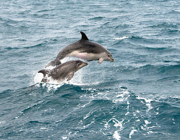Dolphin Jump Two bottlenose dolphins having fun in New Zealand's Bay of Islands. bay of islands new zealand stock pictures, royalty-free photos & images