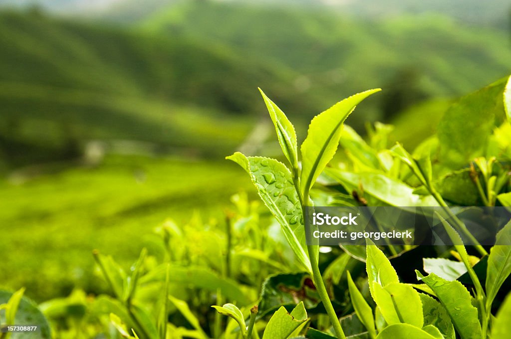 Crecimiento de hojas de té - Foto de stock de Té verde libre de derechos
