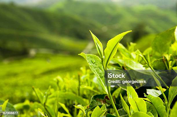 Crecimiento De Hojas De Té Foto de stock y más banco de imágenes de Té verde - Té verde, Hoja, Té - Cultivo