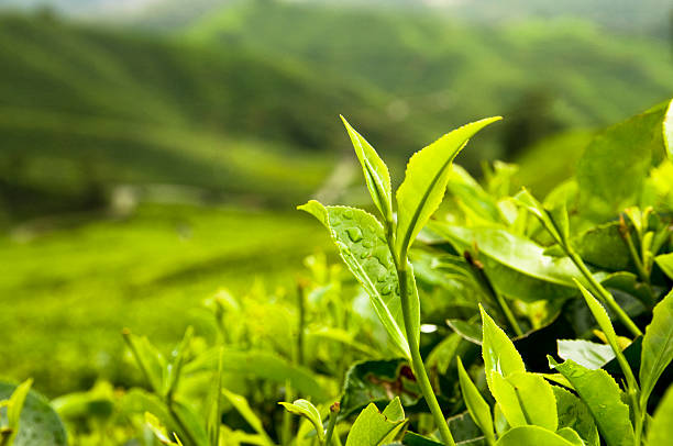 foglie di tè in crescita - tè raccolto foto e immagini stock