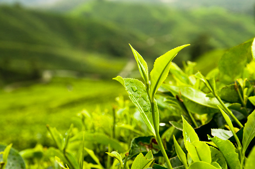 Water droplets on the leaves of a tea plant, growing at high elevation.