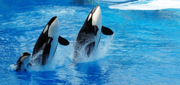 A family of Killer Whales jumps out of the water in unison.  