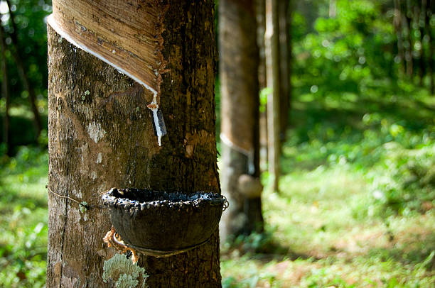 Rubber Tapping Rows Rows of rubber trees on Ko Lanta, off the Western coast of Thailand. tree resin stock pictures, royalty-free photos & images