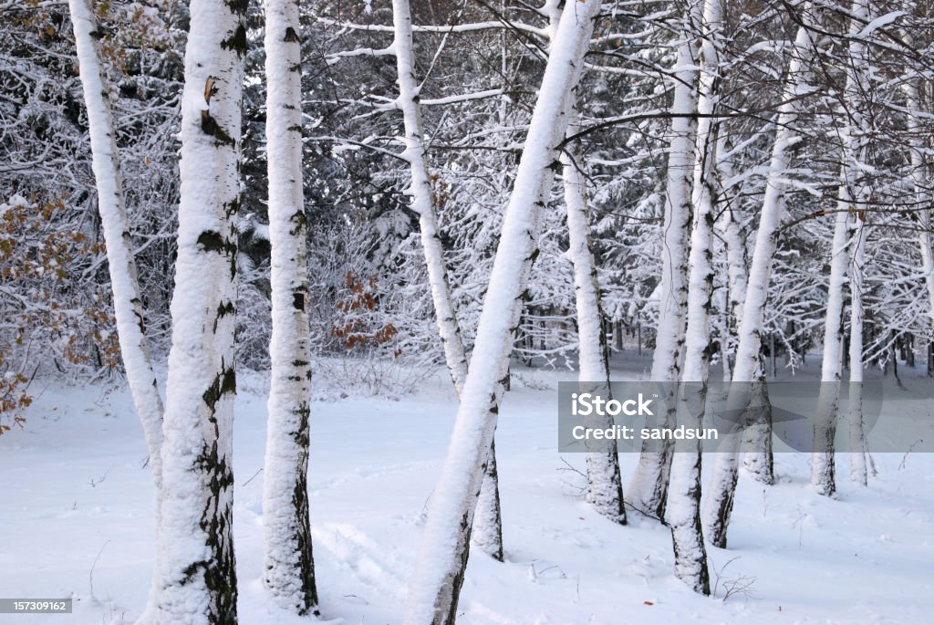 Invierno birches - Foto de stock de Abedul libre de derechos