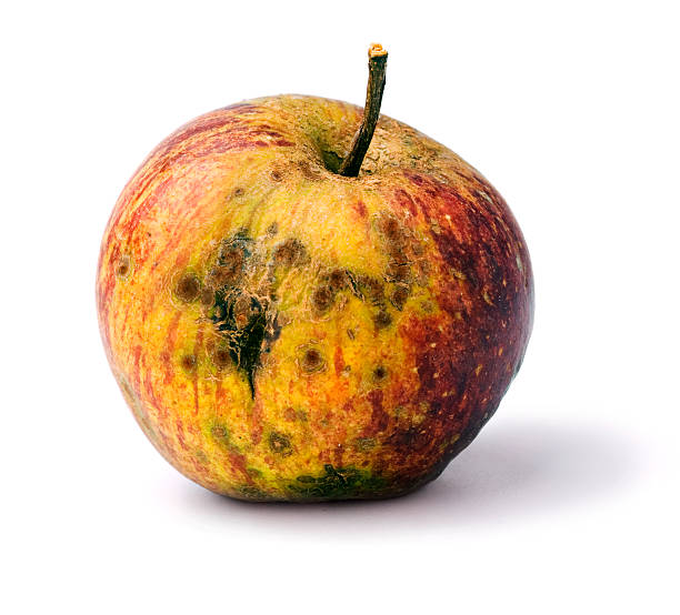 bad apple a rotting diseased apple rotting stock pictures, royalty-free photos & images
