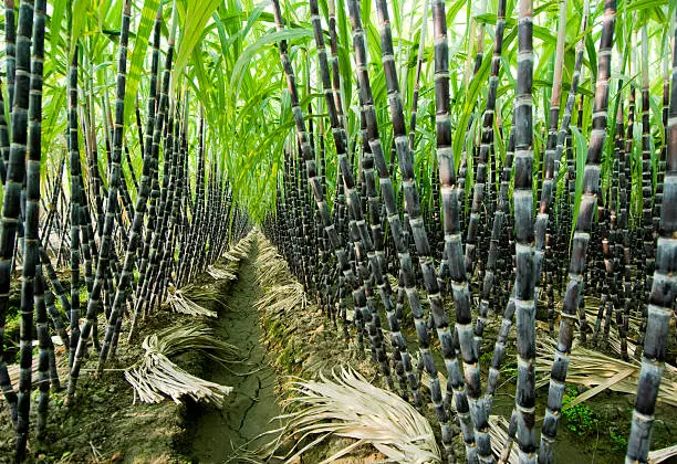 Long rows of sugar cane.
