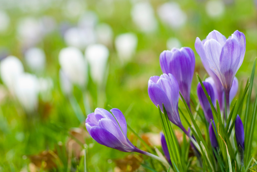 Closeup of a group of blue purple crocuses with white crocuses defocused in the background. The blossoming  spring flowers make a nice diagonal shape.