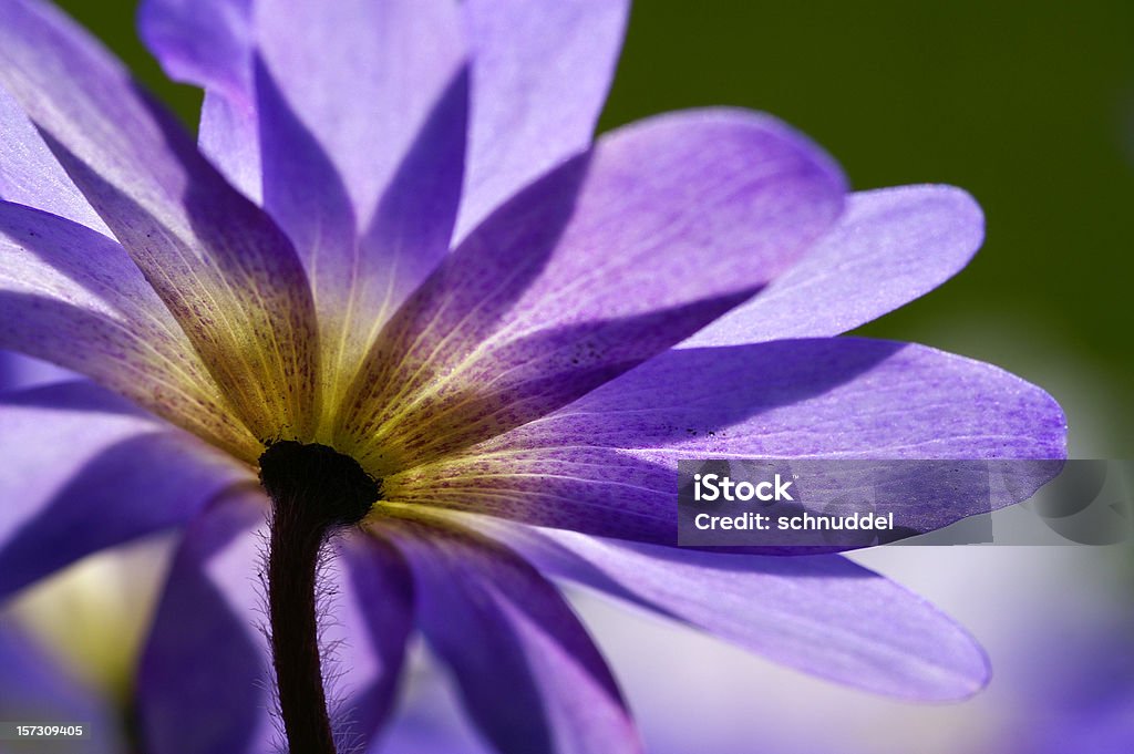 Blue anemone in das the counter-light - Lizenzfrei April Stock-Foto