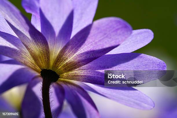 Blue Anemone In Das The Counterlight Stockfoto und mehr Bilder von April - April, Blau, Blume