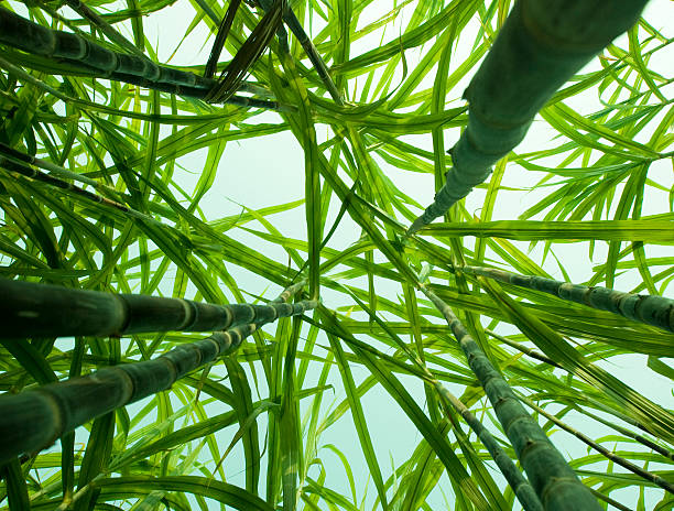 Sugar Cane from Below The view from the ground level looking up at a tall sugar cane crop. ethanol photos stock pictures, royalty-free photos & images