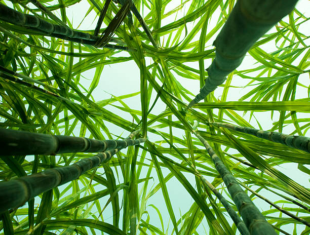 cana de açúcar abaixo - sugar leaf - fotografias e filmes do acervo