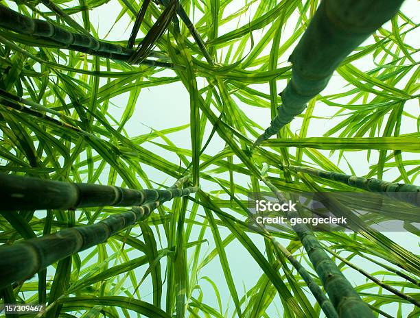 Canadeaçúcar A Partir De Baixo - Fotografias de stock e mais imagens de Cana-de-açúcar - Cana-de-açúcar, Etanol, Plantação