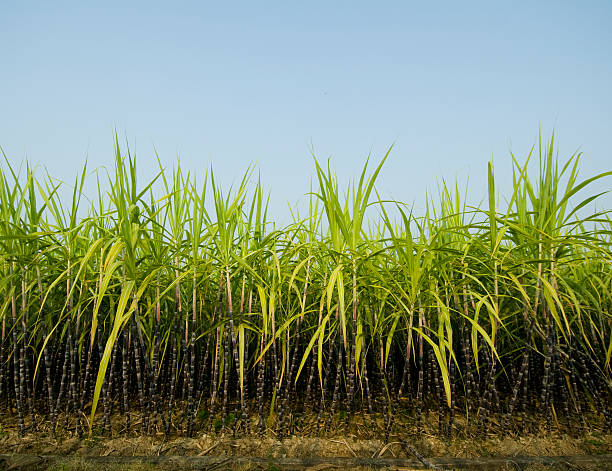 サトウキビ栽培 - sugar cane ストックフォトと画像