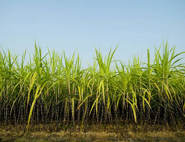 A tall crop of sugar cane against a blue sky.