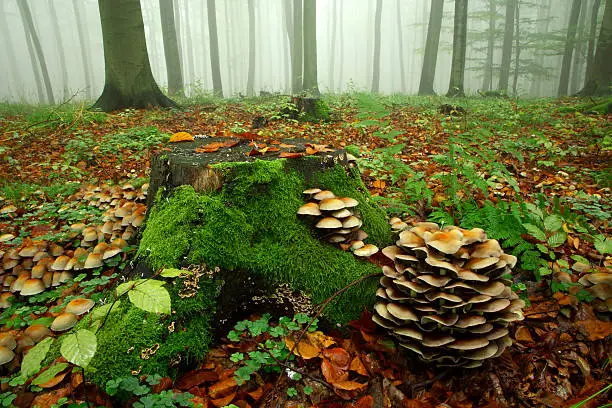 mushroom should be Hypholoma fasciculare