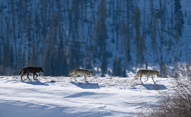 Three Druid timber wolves on snow in Yellowstone  timber wolf stock pictures, royalty-free photos & images
