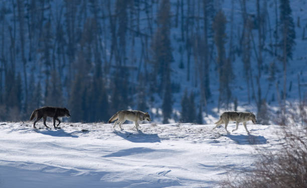 istock Three Druid wolves trot snowy Lamar Valley Yellowstone National Park 157309685