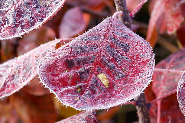 A group of red frost-covered leaves