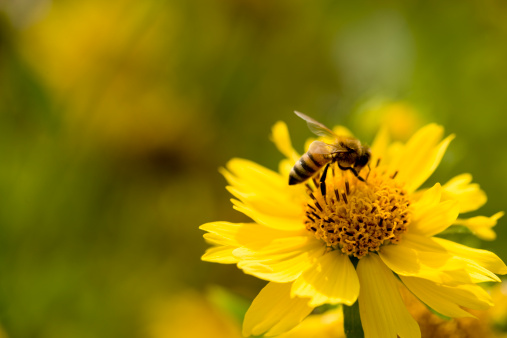 a honey bee on a sunflower