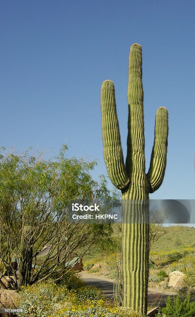 Die perfekt geformte drei Arm Desert Kandelaberkaktus - Lizenzfrei Kandelaberkaktus Stock-Foto