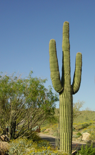 Saguaro, Carnegiea gigantea, and other cacti in vicinity of Signal Hill in Saguaro National Park near Tucson, Arizona.