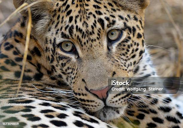 Portret Z Tjololo Najsłynniejszych Na Świecie Leopard - zdjęcia stockowe i więcej obrazów Afryka