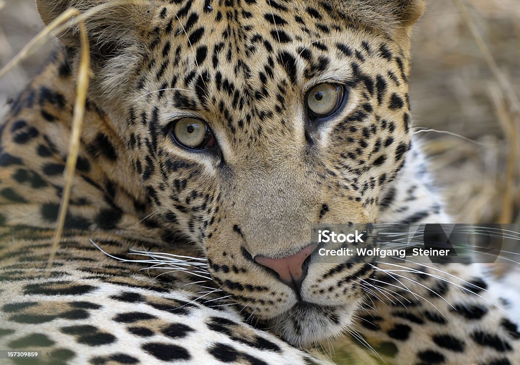 Retrato de Tjololo a mais famosa do mundo com estampa de leopardo - Foto de stock de Animais caçando royalty-free