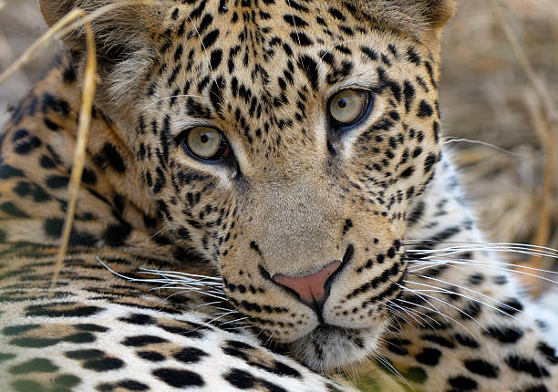retrato de tjololo a mais famosa do mundo com estampa de leopardo - transvaal - fotografias e filmes do acervo