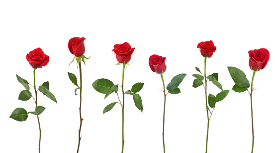 Red Roses (XXL photo