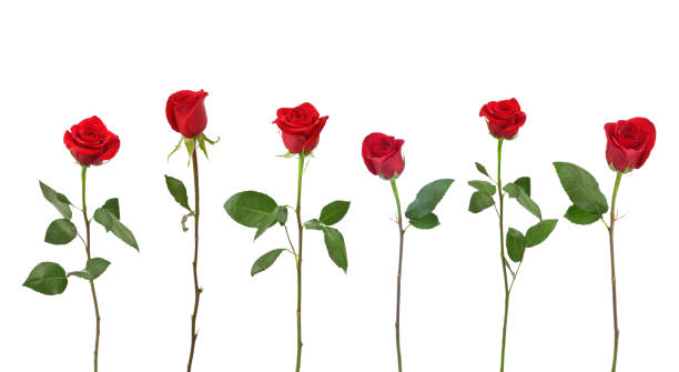 red roses (xxl - una sola flor fotografías e imágenes de stock