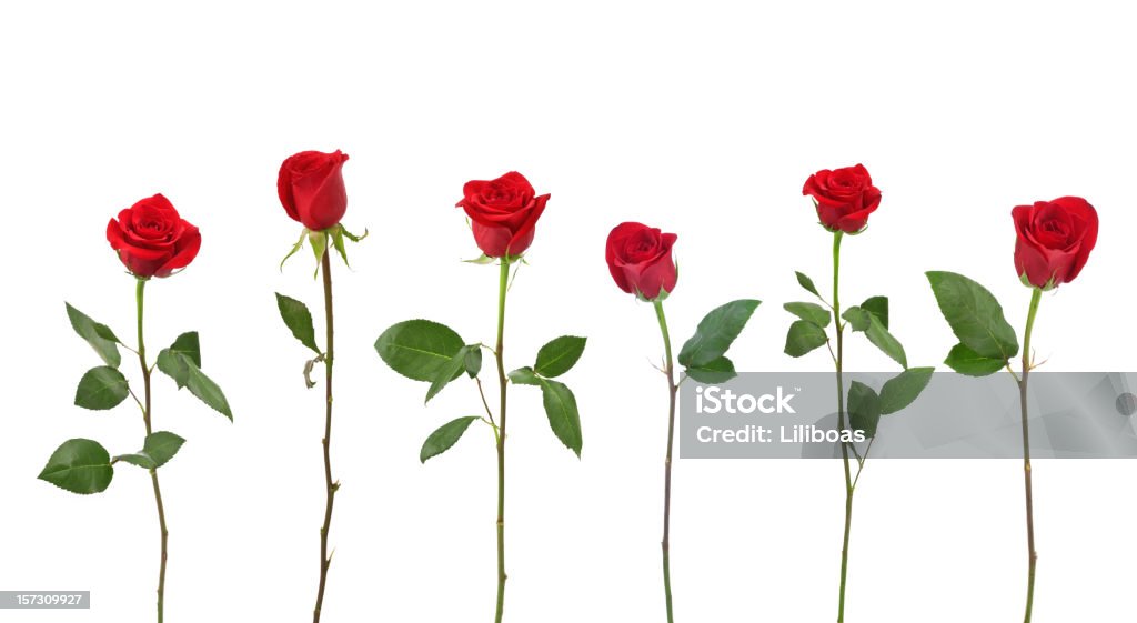 Red Roses (XXL) http://i207.photobucket.com/albums/bb147/liliboas/FlowersBeauty.jpg Rose - Flower Stock Photo