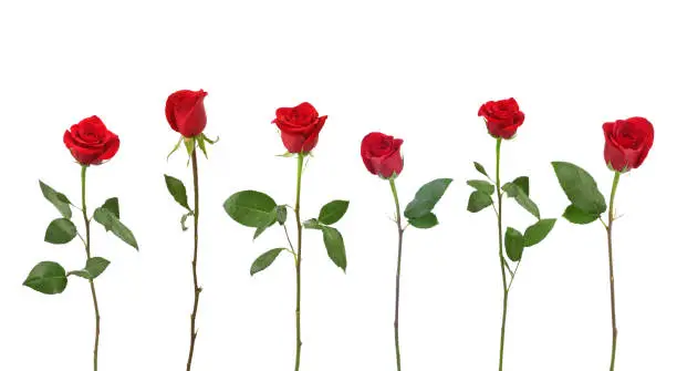 Photo of Red Roses (XXL)
