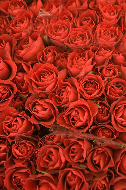 、赤いバラのブーケ柄、鮮やかな背景 - dozen roses rose flower arrangement red ストックフォトと画像