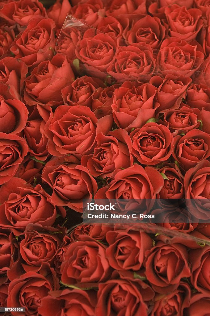 Red Roses, Bouquet, padrão, fundo vivo - Royalty-free Plano de Fundo Foto de stock