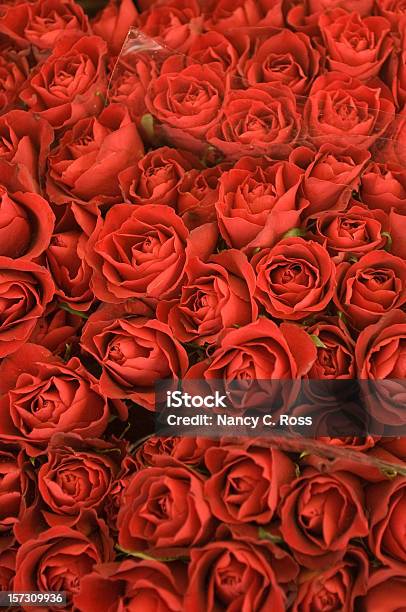 Red Roses Bouquet Padrão Fundo Vivo - Fotografias de stock e mais imagens de Plano de Fundo - Plano de Fundo, Rosa - Flor, Abundância