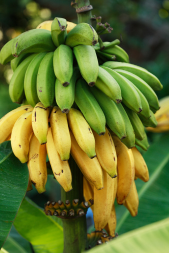 banana bunch (half ripe) hanging from the tree