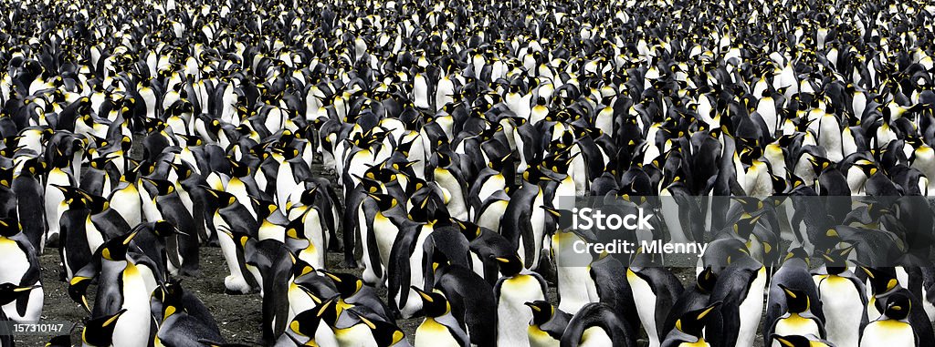 Pinguino panoramica - Foto stock royalty-free di Antartide