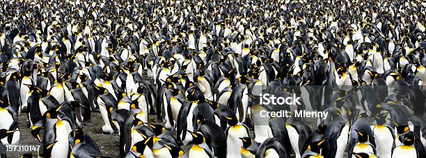 Pinguino Panoramica - Fotografie stock e altre immagini di Antartide - Antartide, Pinguino, Pinguino reale